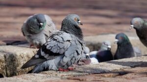 vogeloverlast
